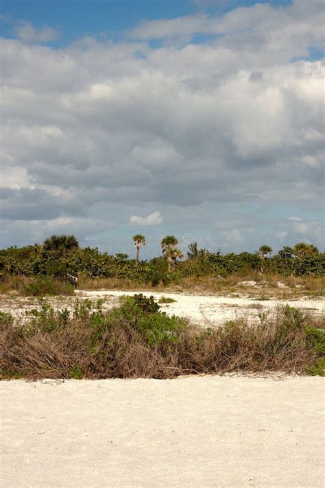 Foliage On A Beach Stock Image Image Of Tree Summertime 24274109