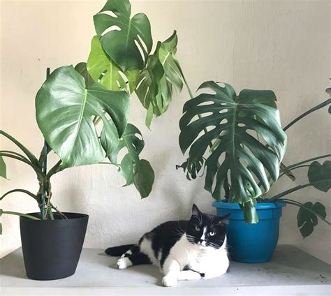 Philodendron Monstera Poisonous To Cats Benton Lindgren