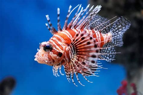 Diventures Oceans Update Webinar On Lionfish To Be Released March