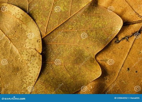 Tulip tree leaves stock photo. Image of macro, pattern - 22064252