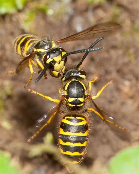 Yellow Jacket Vs Hornet Facts Differences And Comparison Pestclue