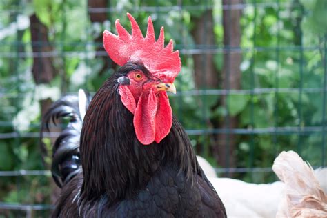 Rooster Named 'Cluck Norris' Saves Hen From Hawk in Wild Video - PetHelpful