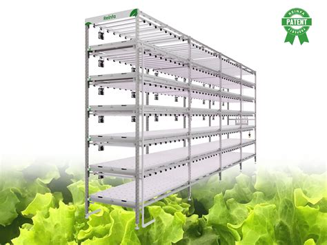 Vertical Hydroponic System for Commercial Lettuce Cultivation