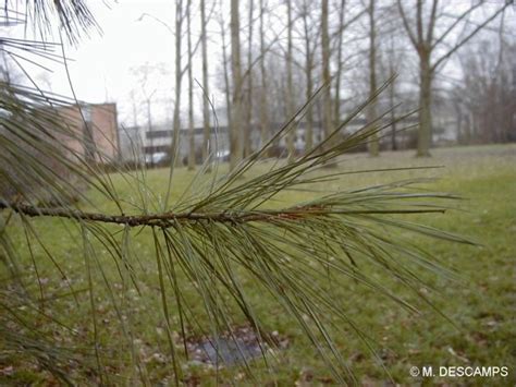 Pin De Lord Weymouth Pinus Strobus Pinaceae