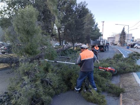 Viento Zonda más de 15 cuadrillas municipales intervinieron en