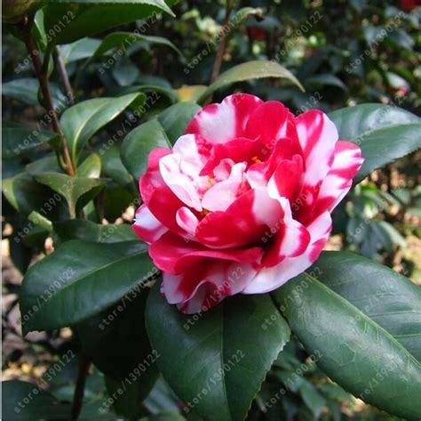 Flower Tree Camellia Seeds 50pcs - Pure Bonsai