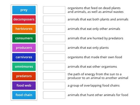 Food Chains Vocabulary Match Up