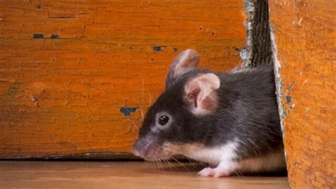 Cara Mengusir Tikus Dari Rumah Yang Membandel Bintoro Pest