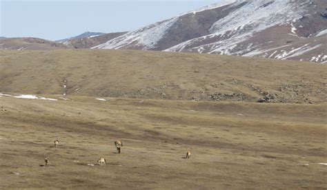 Khustain Nuruu National Park – Mongolia - Atlas Obscura