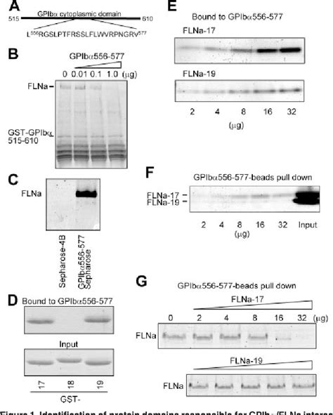 Figure From The Structure Of The Gpib Filamin A Complex Semantic