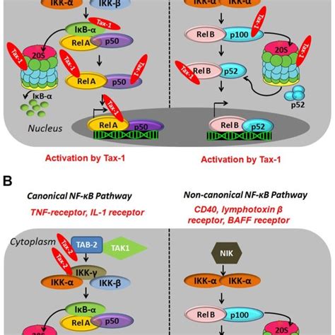 Illustration of canonical and non-canonical NF-κB pathway activation by ... 
