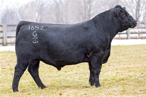 GAR Powercat - Select Sires Beef