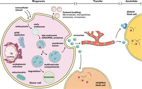 Extracellular Vesicles EVs Of Different Intracellular Origins Can Be