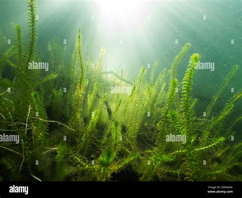 Planta Acu Tica Elodea Fotograf As E Im Genes De Alta Resoluci N Alamy