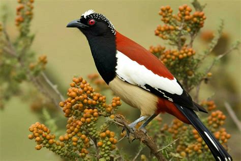 National Bird Of Kenya 30641710 Stock Photo At Vecteezy