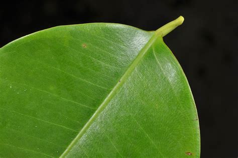 Ficus Microcarpa Moraceae Image 123316 At PhytoImages Siu Edu