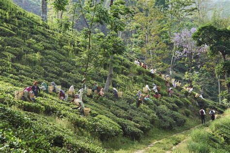 Tea Tourism 7 Places To Visit India Tea Plantations