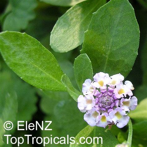 Phyla Nodiflora Lippia Nodiflora Turkey Tangle Frogfruit