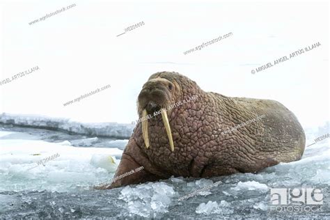 Walrus People