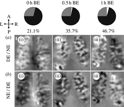 Ocular Dominance Maps In The Primary Visual Cortex Of Cats Subjected To