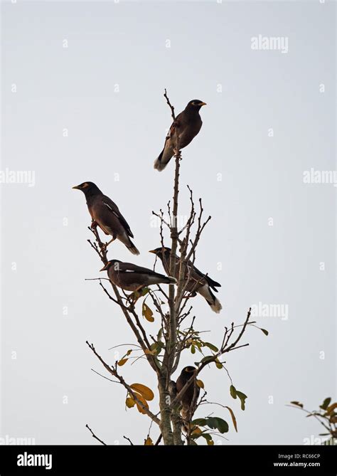 Mynah Birds Hi Res Stock Photography And Images Alamy