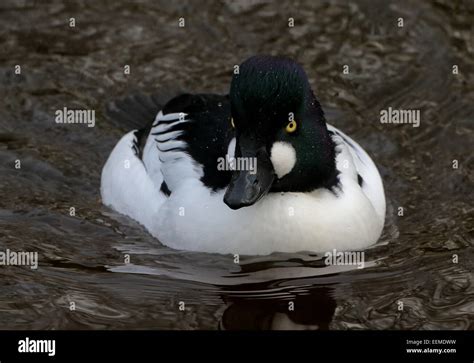 Common Goldeneye Duck High Resolution Stock Photography and Images - Alamy