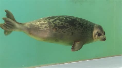 おたる水族館ワモンアザラシ｢ミゾレ｣のお誕生日イベントを開催します33141 小樽観光協会公式サイト「おたるぽーたる」：北海道