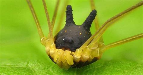 Bunny Harvestman Spider - an 8-Leg Species with a Dog Head - Odd Facts