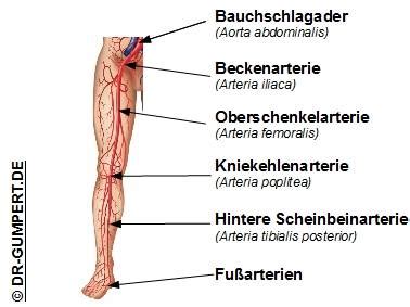 Beinschlagader