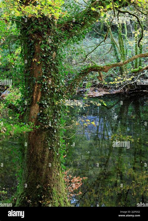 Bosques caducifolios y mixtos que contienen muchos árboles de haya