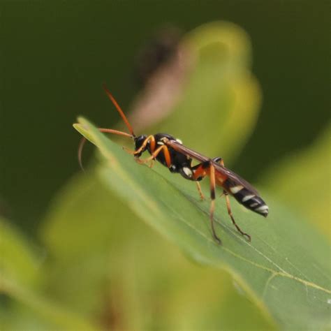 Armyworm Parasitoid Wasp From Jarrahmond Vic Australia On April