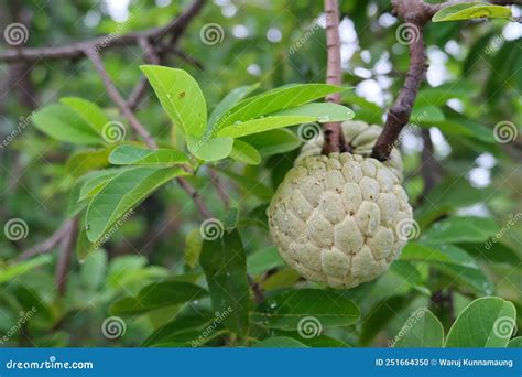 In the Custard Apple Plantation. Stock Photo - Image of plantation ...