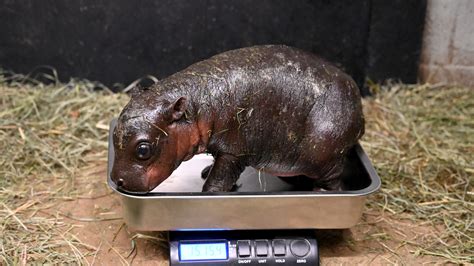 Meet the baby pygmy hippo born in Virginia: Watch the cuteness
