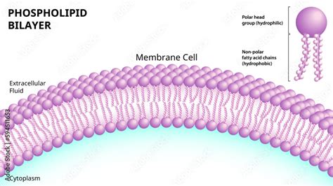structure   phospholipid bilayer   cell membrane