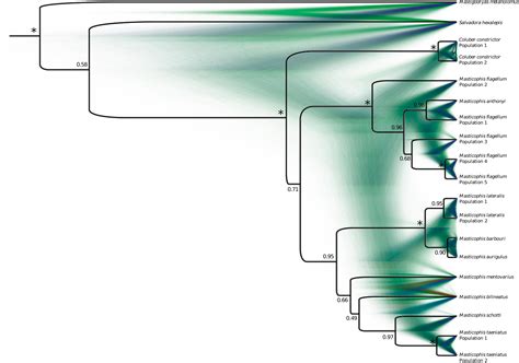 Coalescent Species Tree Inference Of Coluber And Masticophis