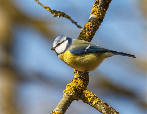 Die Blaumeise Foto And Bild Tiere Wildlife Wild Lebende Vögel Bilder Auf Fotocommunity