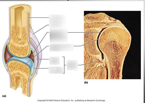 Synovial Joint Diagram Quizlet