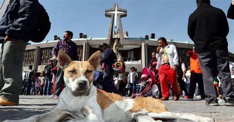 Perros abandonados en la Basílica durante las peregrinaciones