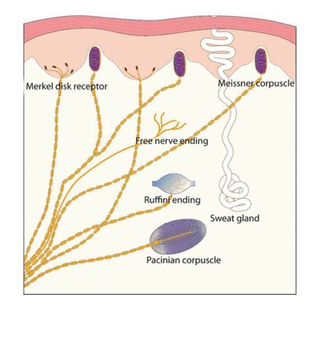 Chapter 12 The Somatic Sensory System Chapter 13 Chapter 14 Chapter