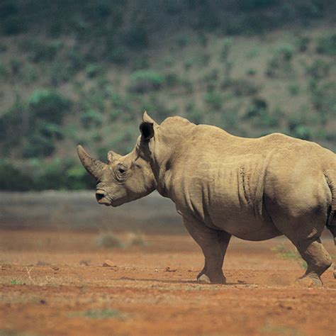 Whiterhinoconservation Fresno Chaffee Zoo