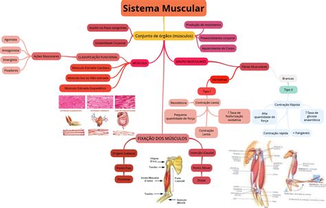 Mapa Mental Do Sistema Muscular - 9