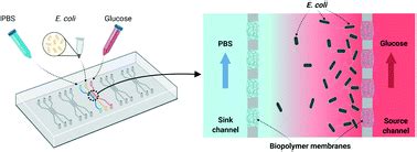 Chemotaxis