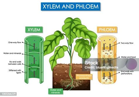 Diagram Yang Menunjukkan Tanaman Xilem Dan Floem Ilustrasi Stok - Unduh ...