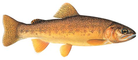 Gila Trout – Western Native Trout