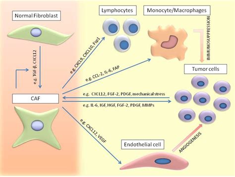 Cancers Free Full Text Cancer Associated Fibroblasts And Tumor