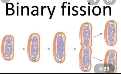 What Do You Understand By Binary Fission Explain With Diagrams And