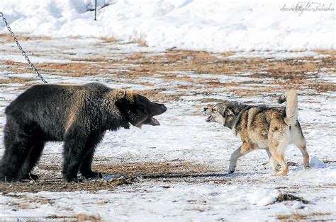 Bear Is Chained Up And Attacked By Hunting Dogs In Russia Daily Mail