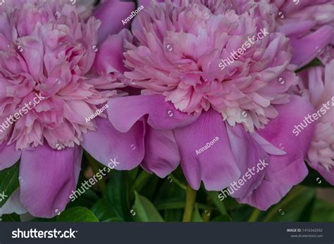 Closeup Fresh Peony Flowers Peony Background Stock Photo 1416342932