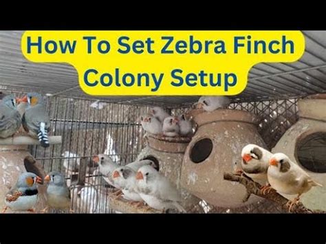 How Set Finch Colony Setup For Breeding Zebra Finch Breeding Setup