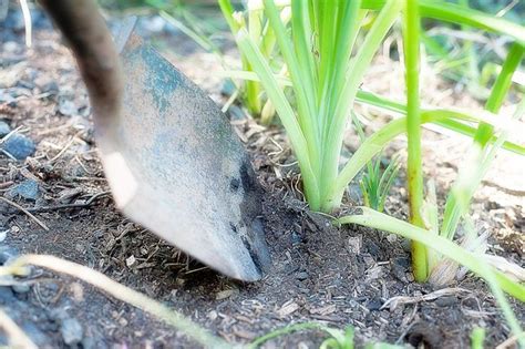 Learn How To Care For Daylilies How To Guides Tips And Tricks